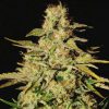 Jacky White feminizada de Paradise Seeds