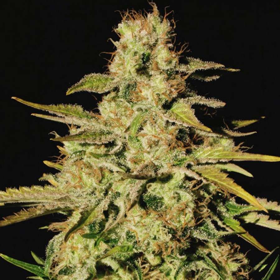 Jacky White feminizada de Paradise Seeds