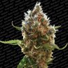 Lucid Bolt feminizada de Paradise Seeds