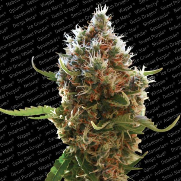 Lucid Bolt feminizada de Paradise Seeds