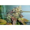 Lucid Bolt feminizada de Paradise Seeds