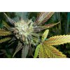 Lucid Bolt feminizada de Paradise Seeds