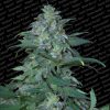 Magic Bud feminizada de Paradise Seeds