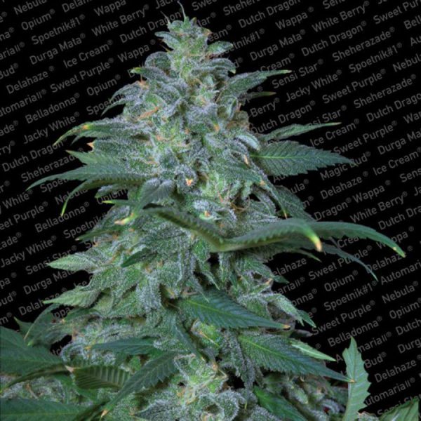 Magic Bud feminizada de Paradise Seeds