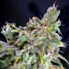 Magic Bud feminizada de Paradise Seeds