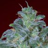 Magic Bud feminizada de Paradise Seeds