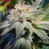 Magic Bud feminizada de Paradise Seeds
