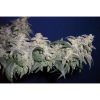 Magic Bud feminizada de Paradise Seeds
