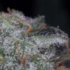 Nebula feminizada de Paradise Seeds