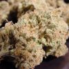 Nebula feminizada de Paradise Seeds
