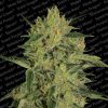 Nebula II CBD feminizada de Paradise Seeds