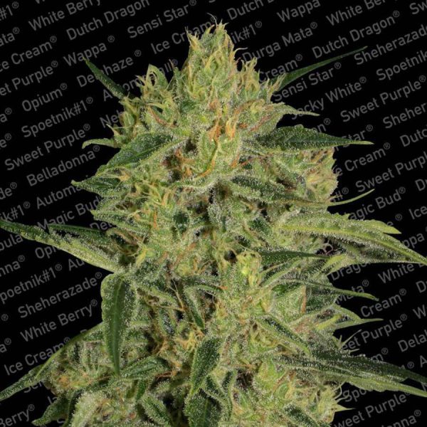 Nebula II CBD feminizada de Paradise Seeds