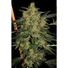Nebula II CBD feminizada de Paradise Seeds