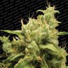 Opium feminizada de Paradise Seeds