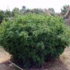 Opium feminizada de Paradise Seeds