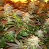 Opium feminizada de Paradise Seeds