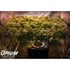 Opium feminizada de Paradise Seeds