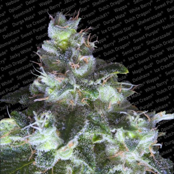 Original White Widow feminizada de Paradise Seeds