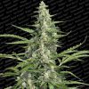 Pandora Auto de Paradise Seeds