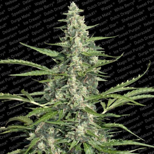 Pandora Auto de Paradise Seeds