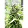Pandora Auto de Paradise Seeds
