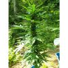 Pandora Auto de Paradise Seeds