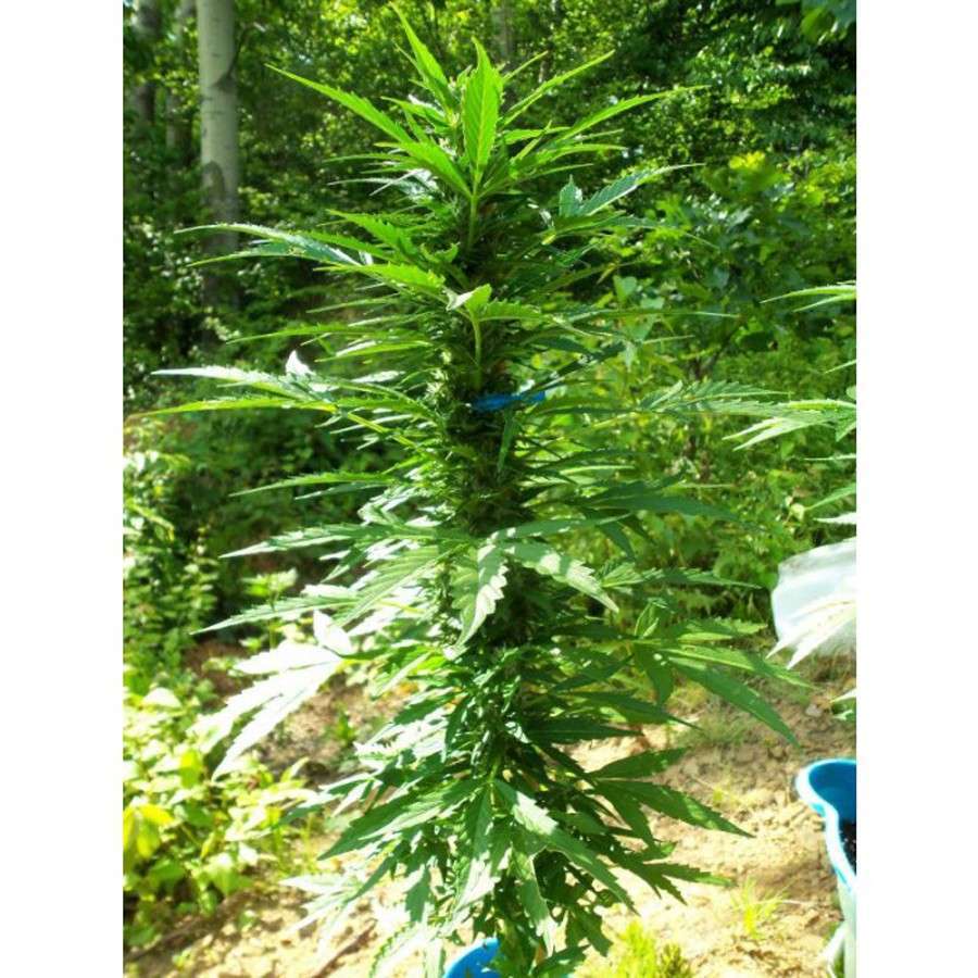 Pandora Auto de Paradise Seeds
