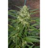 Pandora Auto de Paradise Seeds