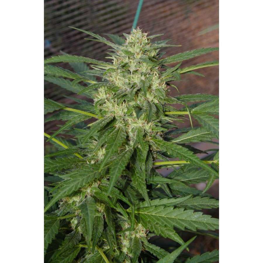 Pandora Auto de Paradise Seeds