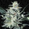 Sensi Star feminizada de Paradise Seeds