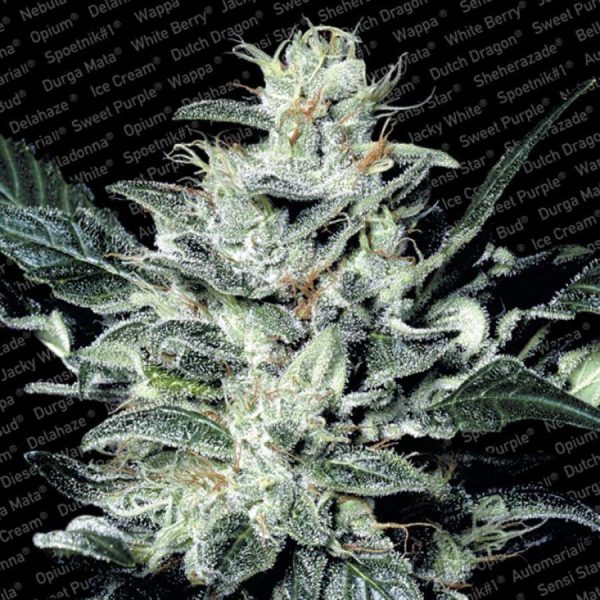 Sensi Star feminizada de Paradise Seeds