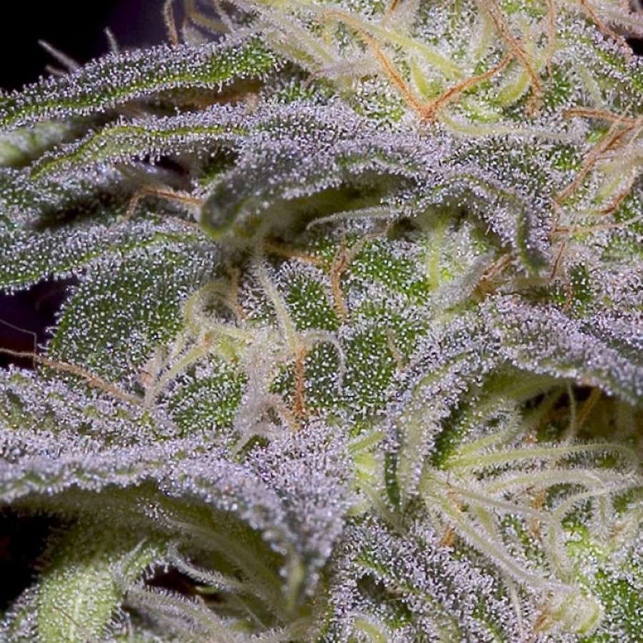 Sensi Star feminizada de Paradise Seeds