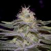 Sensi Star feminizada de Paradise Seeds