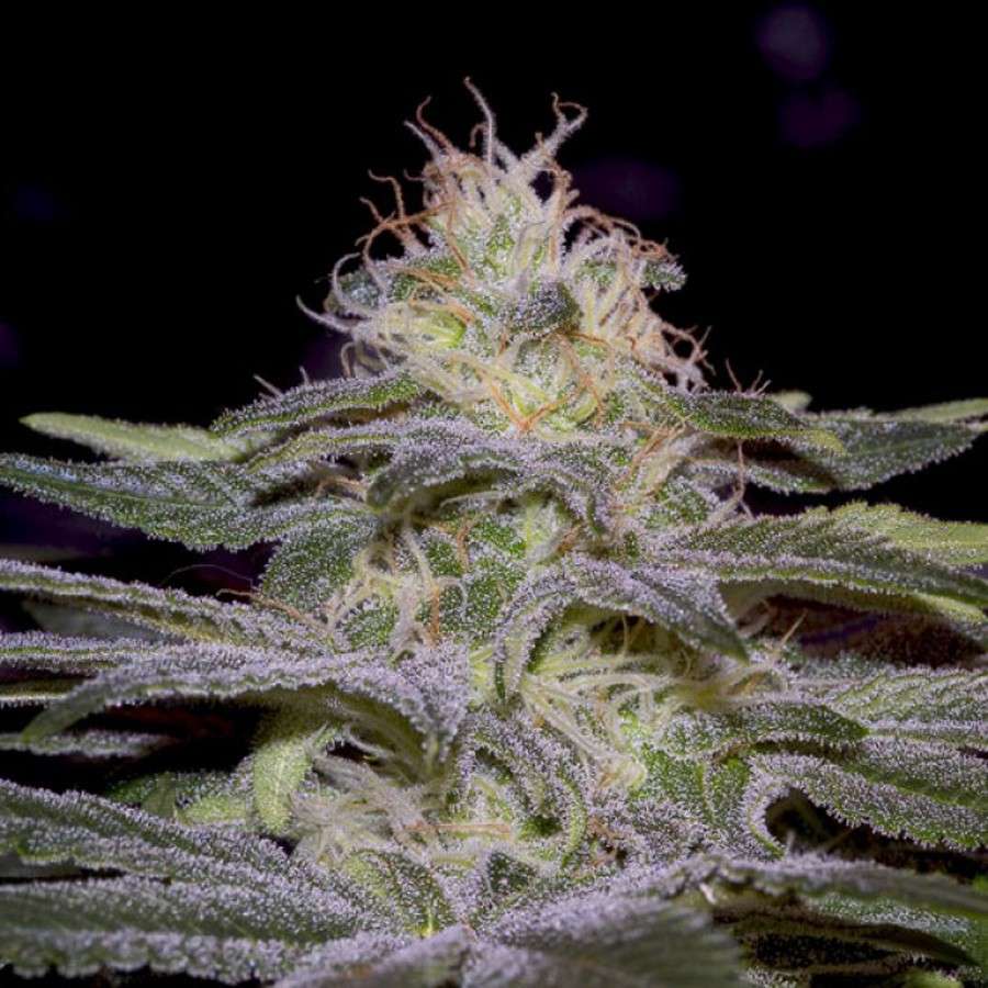 Sensi Star feminizada de Paradise Seeds