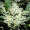 Sensi Star feminizada de Paradise Seeds