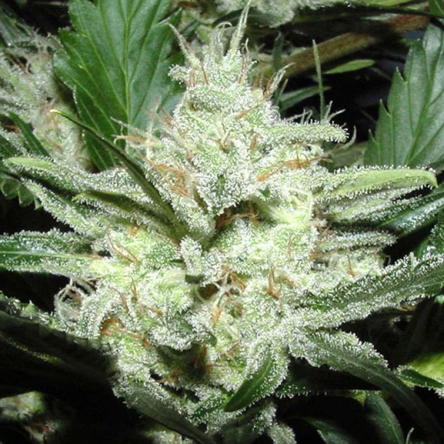 Sensi Star feminizada de Paradise Seeds