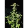 Sensi Star feminizada de Paradise Seeds