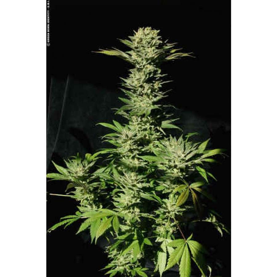 Sensi Star feminizada de Paradise Seeds
