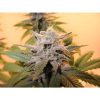 Sensi Star feminizada de Paradise Seeds