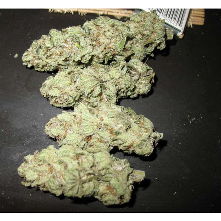 Sensi Star feminizada de Paradise Seeds