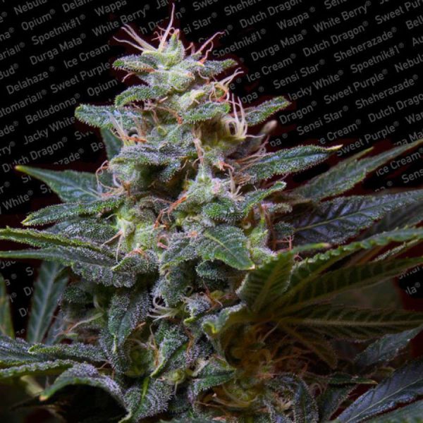 Sweet Purple feminizada de Paradise Seeds