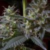 Sweet Purple feminizada de Paradise Seeds