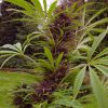 Sweet Purple feminizada de Paradise Seeds