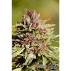 Sweet Purple feminizada de Paradise Seeds