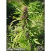 Sweet Purple feminizada de Paradise Seeds