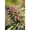 Sweet Purple feminizada de Paradise Seeds