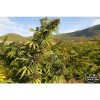 Sweet Purple feminizada de Paradise Seeds