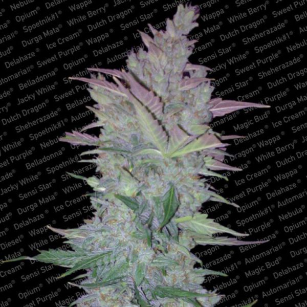 Vertigo Auto de Paradise Seeds