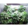 Vertigo Auto de Paradise Seeds