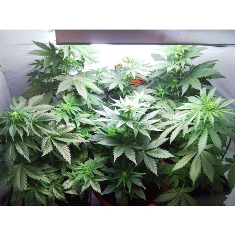 Vertigo Auto de Paradise Seeds
